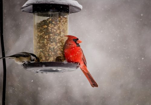 beautiful-shot-cute-northern-cardinal-bird-winter-day